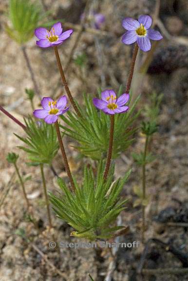 leptosiphon bicolor 1 graphic